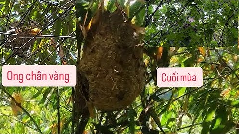 Những tổ ong chân vàng cuối mùa ngay cạnh đường còn sót lại #Nhịp sống rừng núi