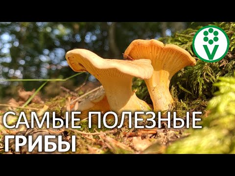 НИКАКИХ БОЛЬШЕ ПАРАЗИТОВ! Выгоняем глистов грибами ЛИСИЧКАМИ