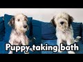 Tibetan terrier puppy getting bath の動画、YouTube動画。