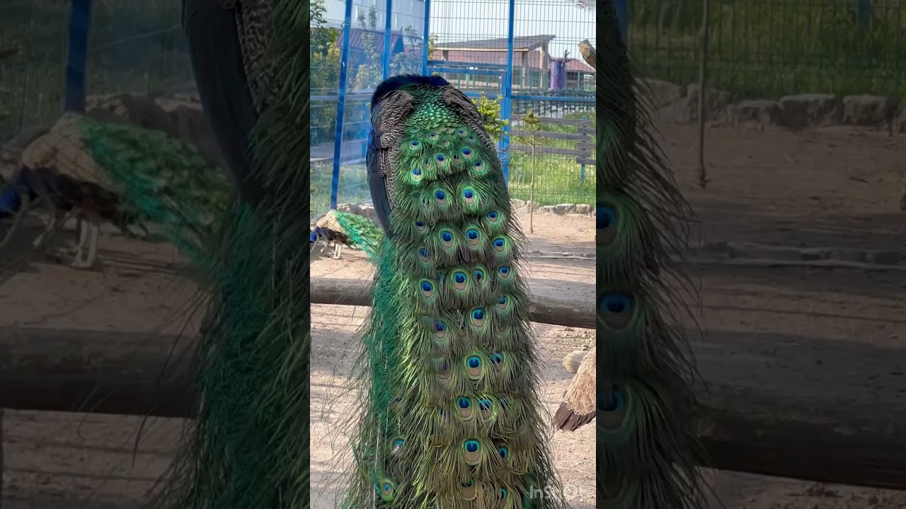 СКАЗОЧНЫЕ ПТИЦЫ!Музыка: Lovely Piano SongМузыкант: Rafael KruxСайт: https://freepd.com//