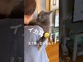 【猫はやっぱり◯◯◯が苦手😱グレちゃん、ばあちゃんを拒絶⁉️】 #癒し動画 #cat #シャルトリュー #ばあちゃん大好き #保護猫