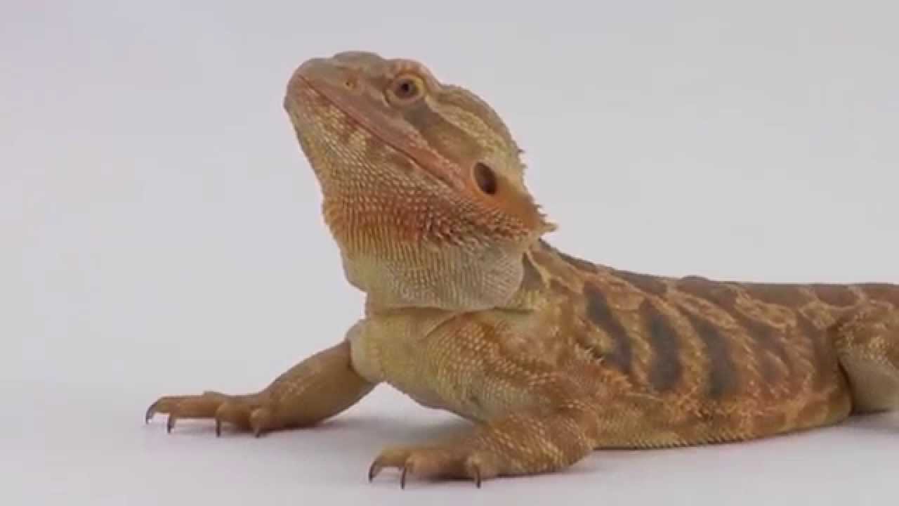 PIX2015 - Sigma - Curious Critters