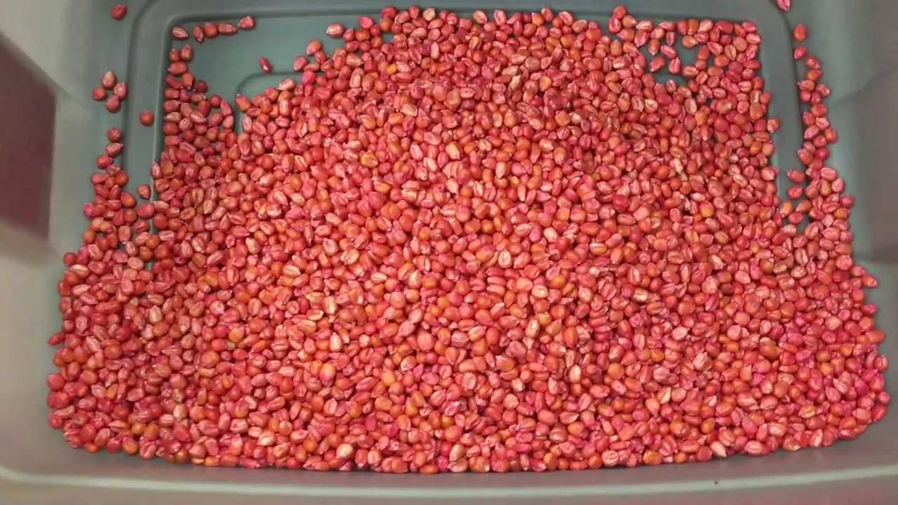 Satake FMS2000 Pink RIB Corn 2-Pass Sort Demo