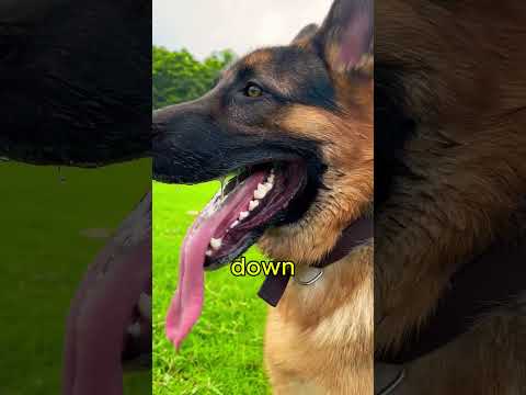 Did You Know Dogs Sweat Through their paws? #shorts #dog #dogs #dogcare #cute #animals #facts
