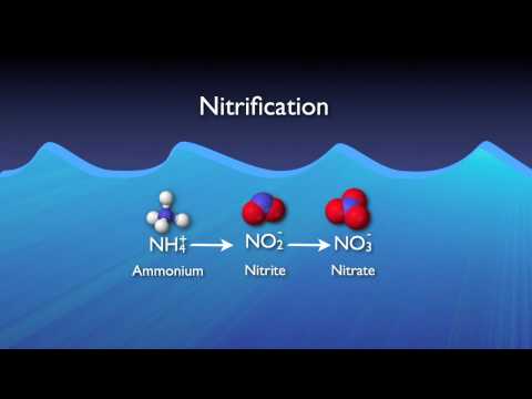 Vídeo: Com Obtenir Amoníac Del Nitrogen