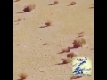 يازينها ياحمود لاشافها شوف 