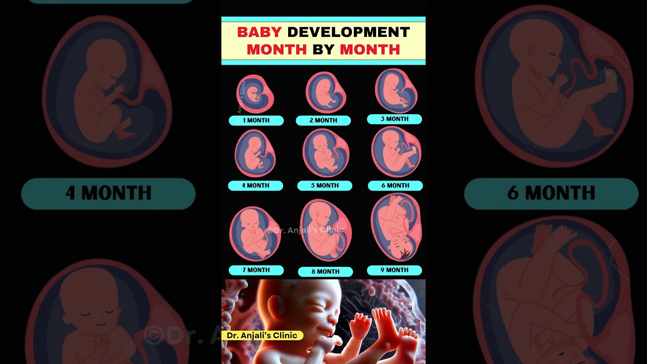 Month By Baby Development What S Happening Inside Pregnancy Shortsvideo Health