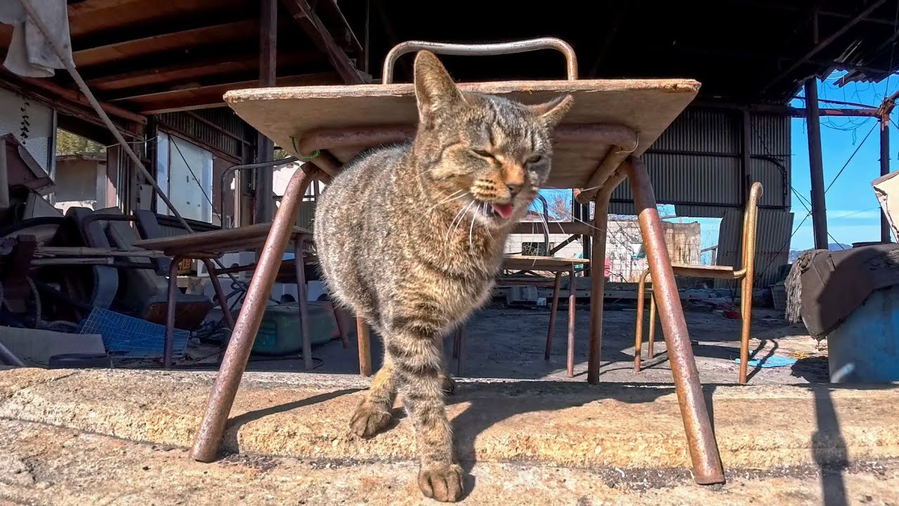 This Harbor Warehouse on Cat Island Is Actually a Secret Base for