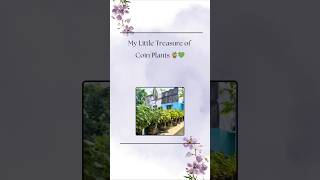 My Little Treasure of Coin Plants. 🌿✨🤗 #ytshorts #coinplant #hydroponics #gardening #balconygarden