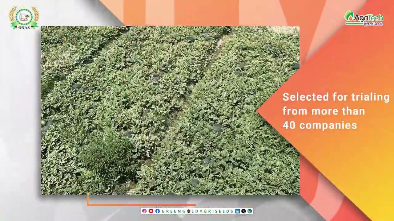 Green Gold Ka Bara Qadam! Watermelon Trials Mein Shandar Kamyabi – Kisanon Ki Tarraqi Ka Naya Safar