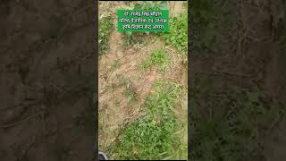 रेडस्टेम फ़िलारी क्या है और इसपर नियंत्रण कैसे पाये ? l Redstem Filaree (Erodium cicutarium) PART-1