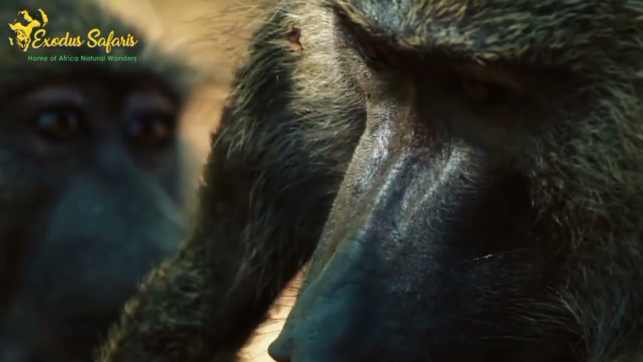 Top Things to Do in Gombe National Park | Chimpanzee Trekking & Nature | Exodus Safaris Tour