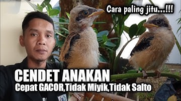 Merawat CENDET ANAKAN Agar Tidak miyik tidak salto pakai TEKNIK ini