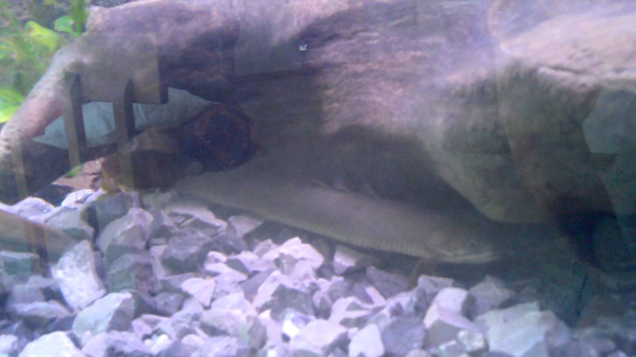 75g Tank Rope fish swimming YouTube