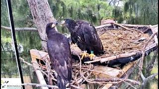 Dade County Eagles: Branching and Fledging - R9 and R10 are 10 weeks old