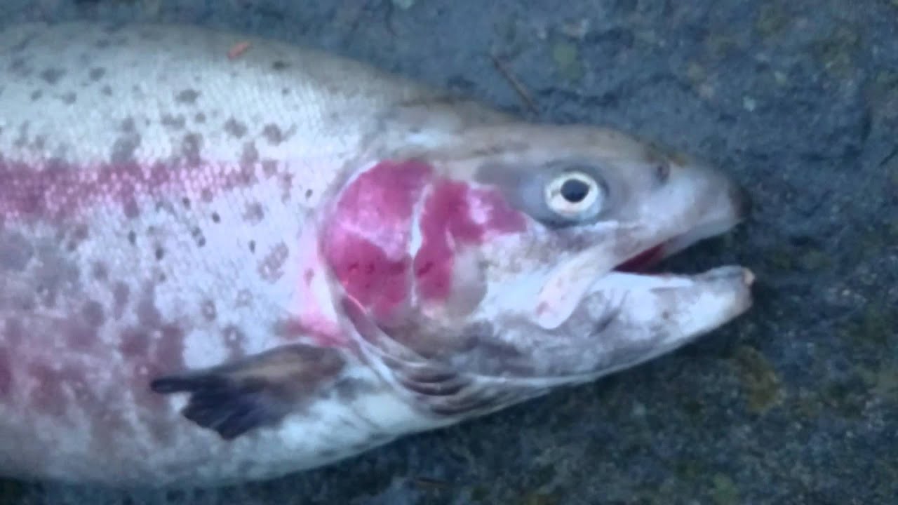 Syk regnbueørret - Rømt oppdrettsfisk