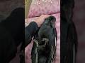 仰向けカラスからおはようカラスへ #カラス #crow #仰向け #おはよう #挨拶 #おしゃべり #karasu #ハシブトガラス #かわいい #賢い #信頼