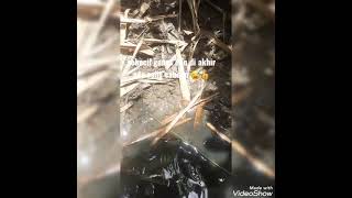 Mancing Belut Di Balong Balong Warga