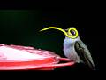 The Amazing Truth About Hummingbird Tongues