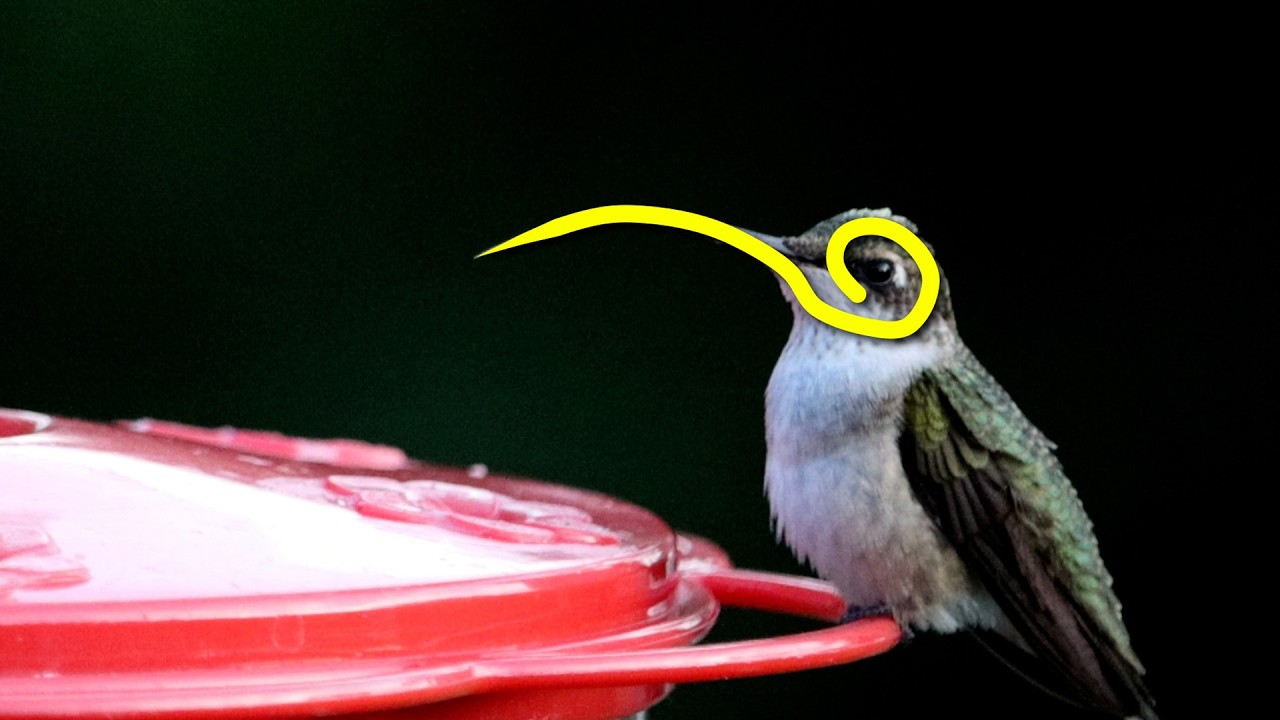 Удивительная правда о том, как работают языки колибри