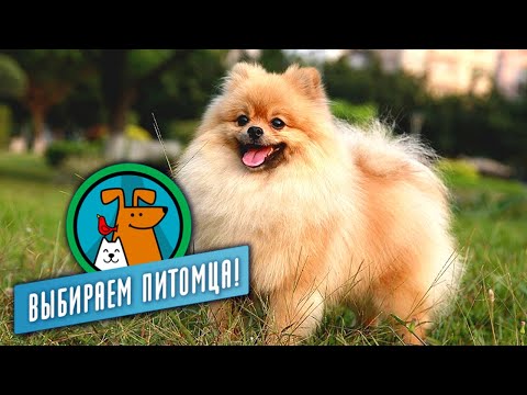 Маленькие собаки. Выбираем питомца @moyaplaneta