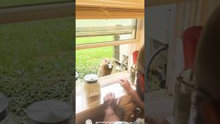 This Groundhog Won't Leave Until He Gets His Donut 🍩 #shorts #viral #animals