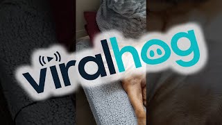 Snoring English Bulldog Sounds Like a Jackhammer || ViralHog