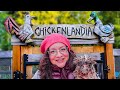 Welcome to chickenlandia 2024