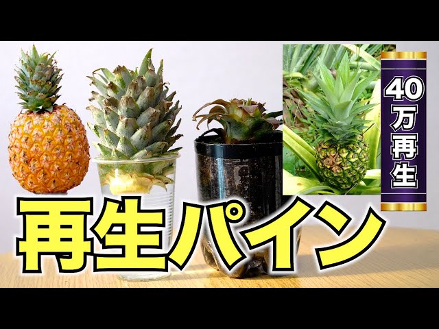 再生野菜 パイナップルを再生栽培で育てる方法と日本で栽培する注意点 リボベジ キセキを紡ぐ Rut Of Hope