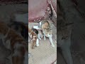 বিড়াল সুন্নতি পশু #cat #catlover #funny #quran #love #highlights #bollywood #food #1000subscriber