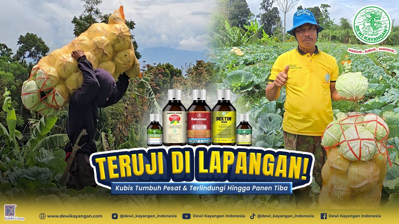 Kubis Warrior dari Cianjur! Hasil Perawatan Produk Dewi Kayangan