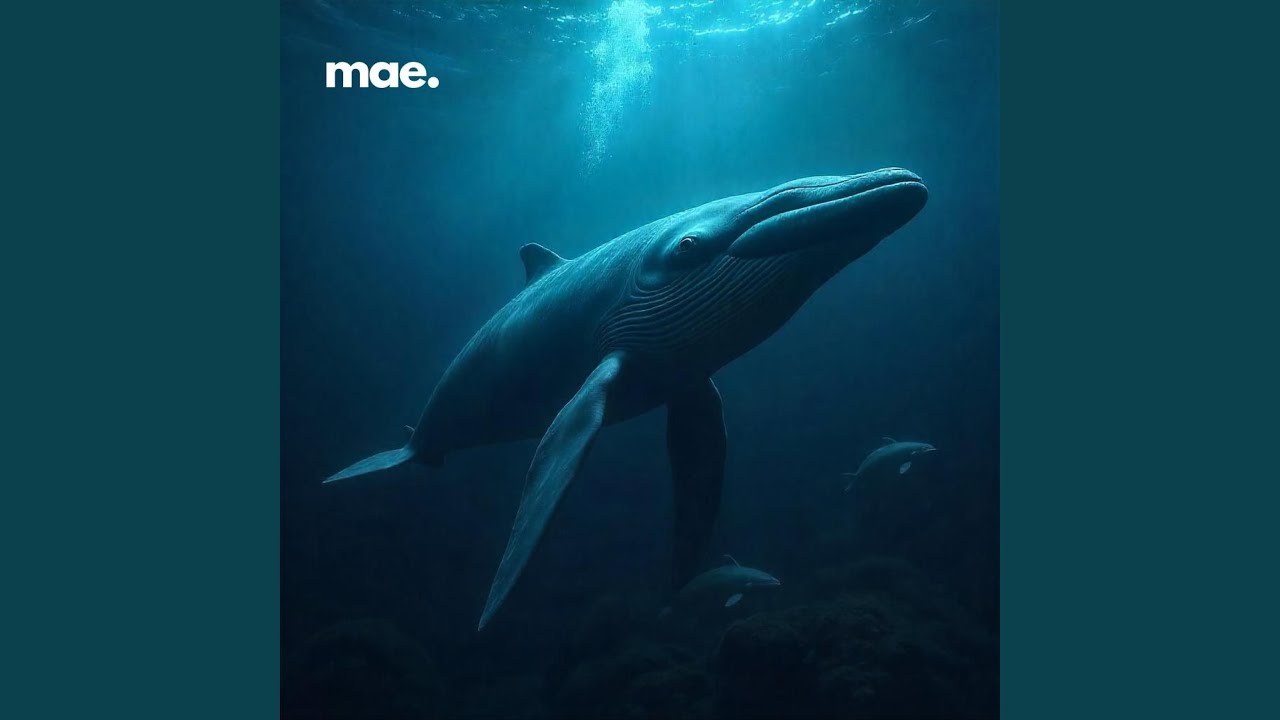 Whale Songs for Sweet Dreams