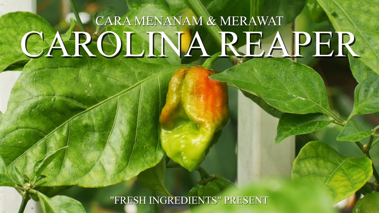 Cara Menanam dan Merawat Carolina Reaper di Jakarta Indonesia