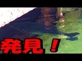 【バス釣り】デカバス発見!西湖2回目のトライ!