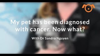 My Pet Has Been Diagnosed With Cancer - Now What?