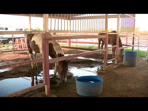 Pinal County farm is cleaning up after monsoon storms
