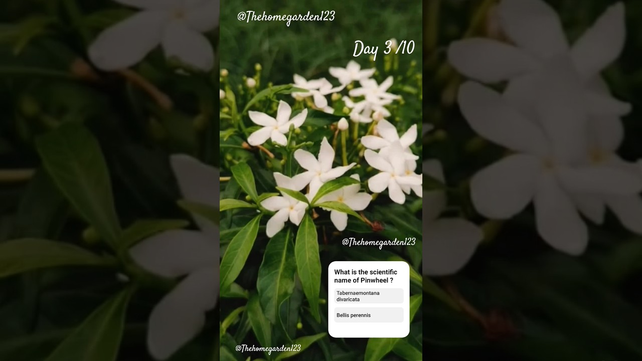 🌼Quiz Time! Day 3/3 🌱Can YOU guess the scientific name of this white beauty? 🤔🧠