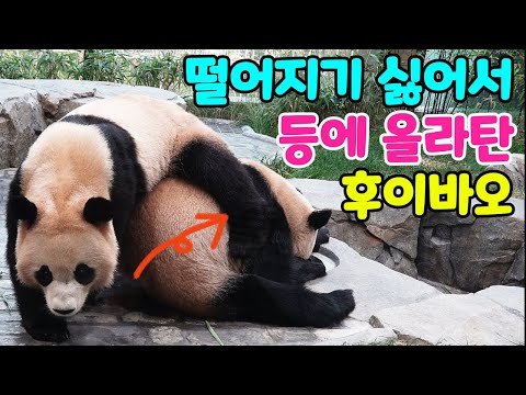 후이바오가 언니 루이바오와 떨어지지 않으려고 따라다녀요🧸🧸루이 등에 올라탄 후이, 너무 웃겨요🤣영어 자막 포함🐼Panda World🐼