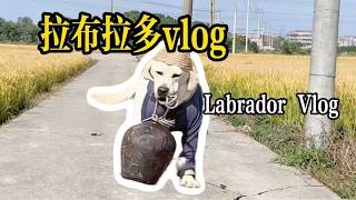 Download lagu Energetic Labrador Xiaobao元气拉布拉多小宝🔥 活力拉满！叼东西跑遍全村，万物有灵太治愈#千紅寵物小寶 #拉布拉多 #萬物有靈 #元氣寵物 #拉布拉多叼東西 #可愛寵物