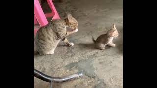 Gatinho seguindo o exemplo da mãe gata. "Kitten following mother cat's example" #shorts screenshot 1