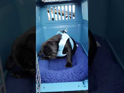 Müdes Mops Baby
