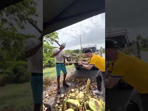 🇧🇧 Coconut Milk in Barbados Street Market #shorts