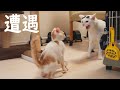 子猫を見にお兄ちゃん猫が現れた結果こうなりました
