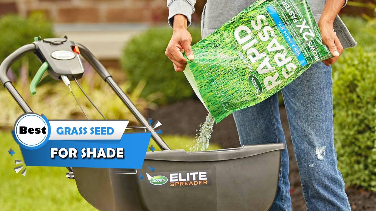Top 5 Best Grass Seed for Shade [Review] Smart Seed Dense Shade Grass