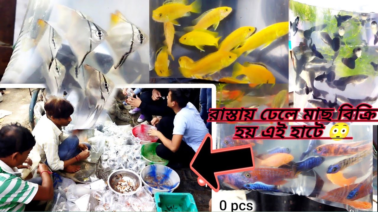 GALIFF STREET FISH MARKET KOLKATA । RECENT AQUARIUM Fish Price In