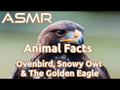 ASMR | Animal Facts | Ovenbird, Snowy Owl, & The Golden Eagle | Ear To Ear Whisper