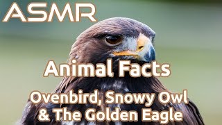 ASMR | Animal Facts | Ovenbird, Snowy Owl, & The Golden Eagle | Ear To Ear Whisper screenshot 5