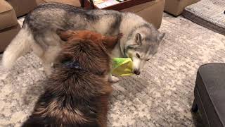 The Laziest Tug of War by Zeus The Stubborn Husky 707,550 views 5 years ago 39 seconds