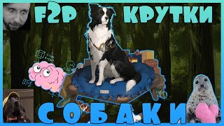 картинка: Reverse1999: Ф2П КРУТИЛИ СОБАКУ...И ДОКРУТИЛИСЬ ДО...