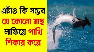Predator fish leaps out of water to catch bird || #Education #Knowledge #Shorts #Fact #shrot #Viral